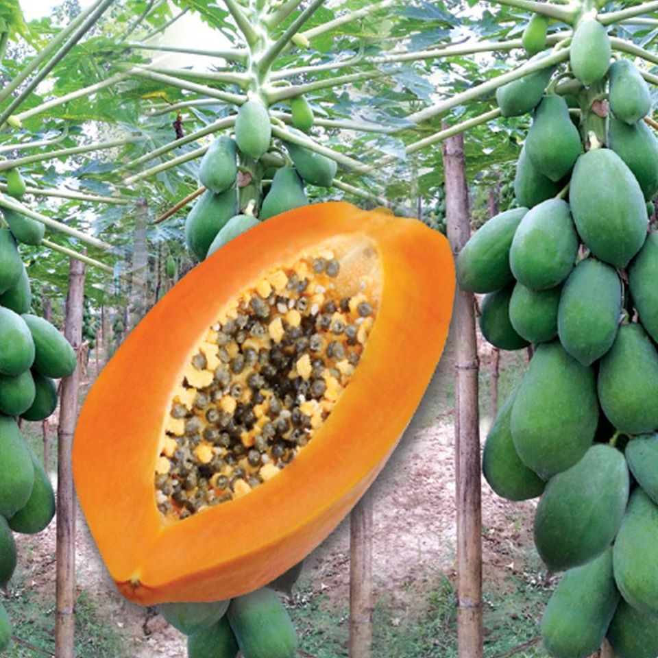 Papaya