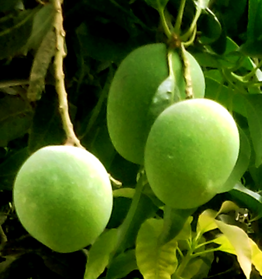 Khirshapat 5 kg