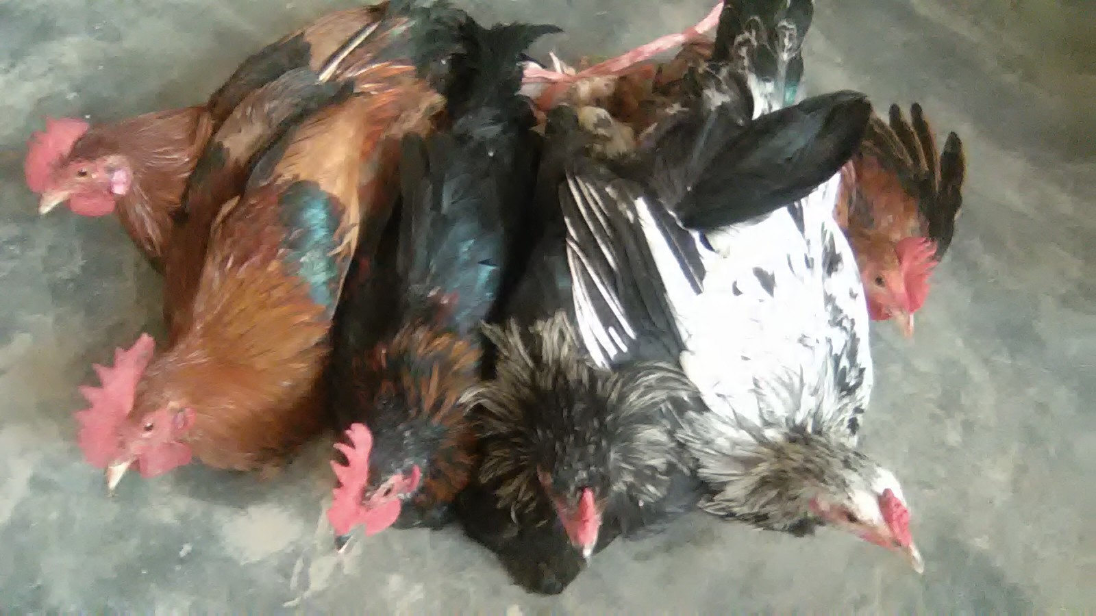 Country Chicken 