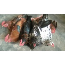 Country Chicken 