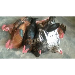 Country Chicken 