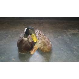 Country Duck